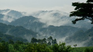 Bwindi in the mist. Photo on fotopedia.com