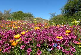 Spring in Namaqualand. Photo: Chris Preen on Flickr.com