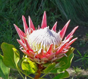 A King Protea, the national flower of South Africa. Photo: wikipedia.org