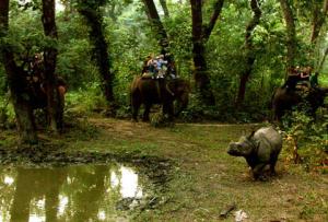 Elephant safari through Chitwan. Photo from wikipedia.org